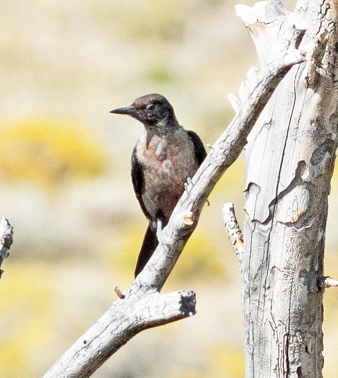 Lewis's Woodpecker - ML608747287