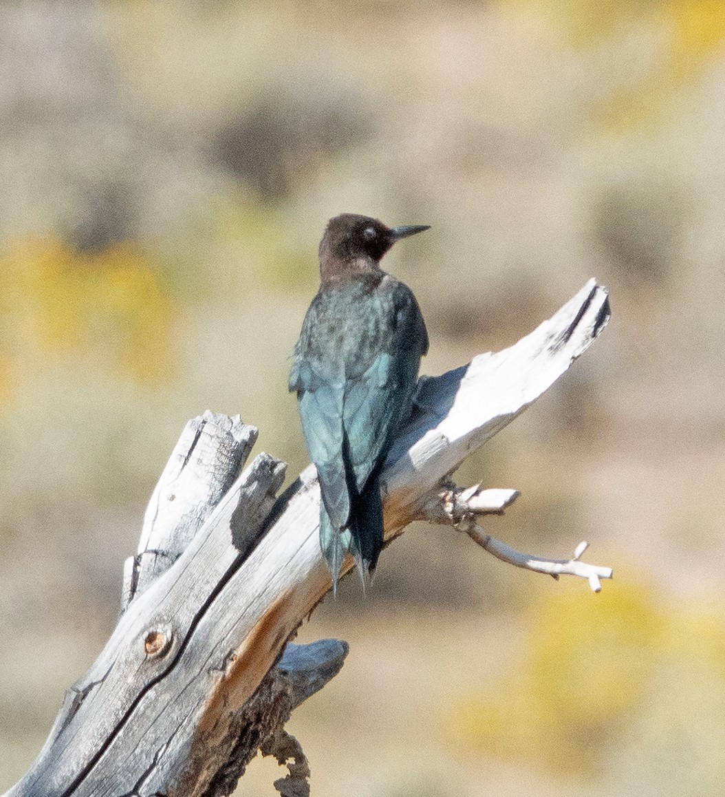 Lewis's Woodpecker - ML608747288