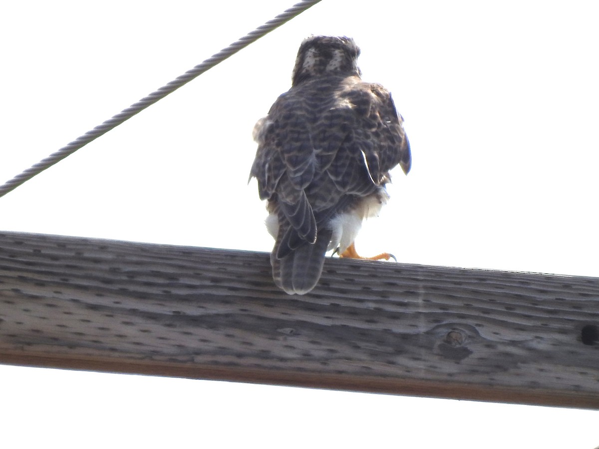 Prairie Falcon - Dale Heinert