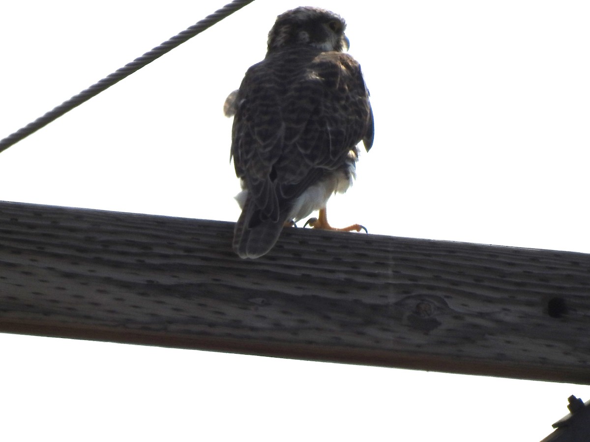 Prairie Falcon - Dale Heinert