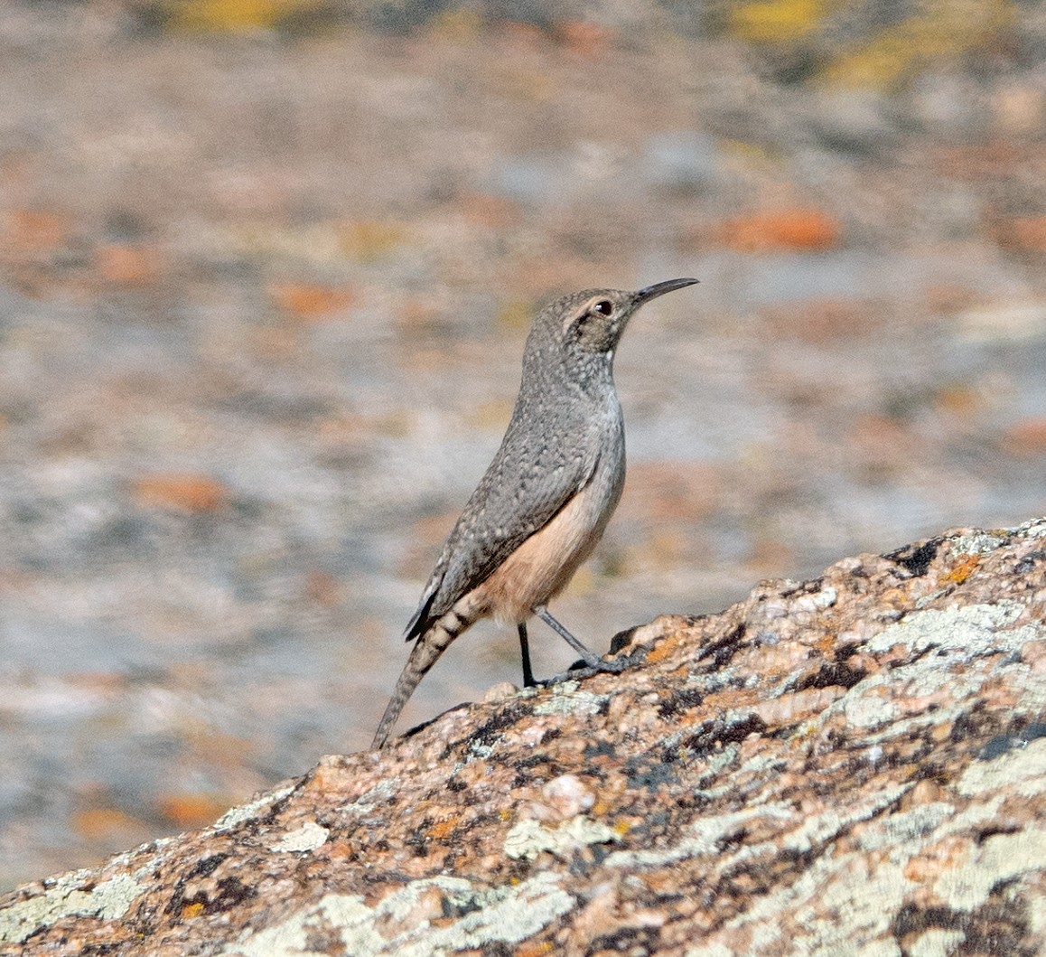 Rock Wren - ML608747295