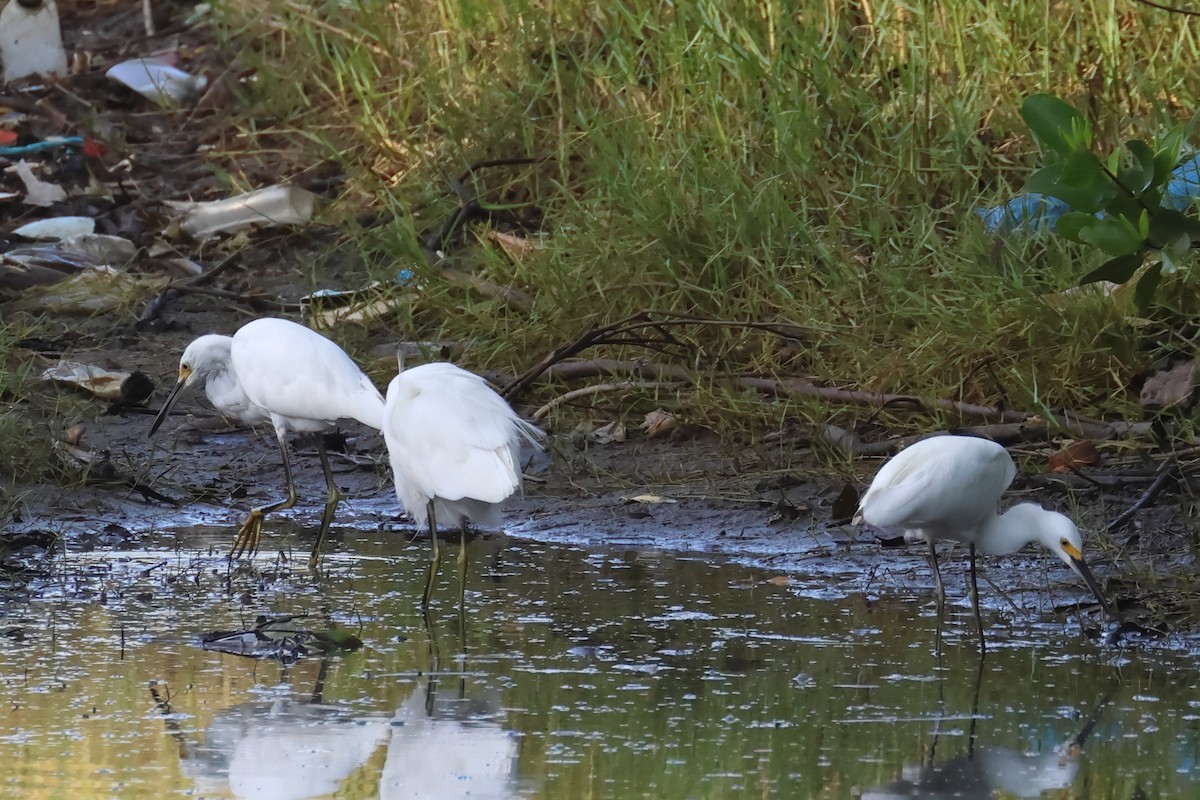 Snowy Egret - ML608747392