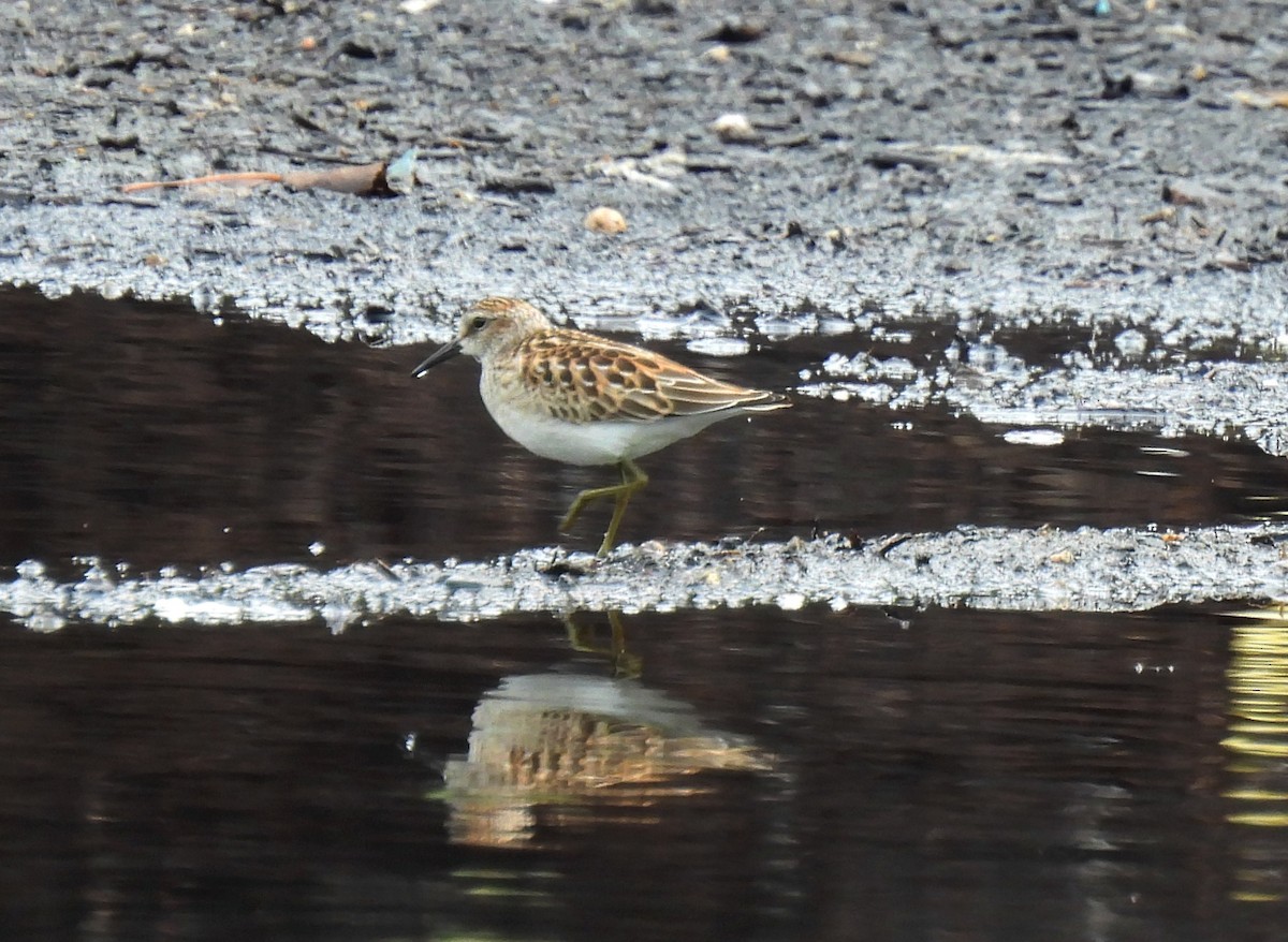 Least Sandpiper - ML608747417