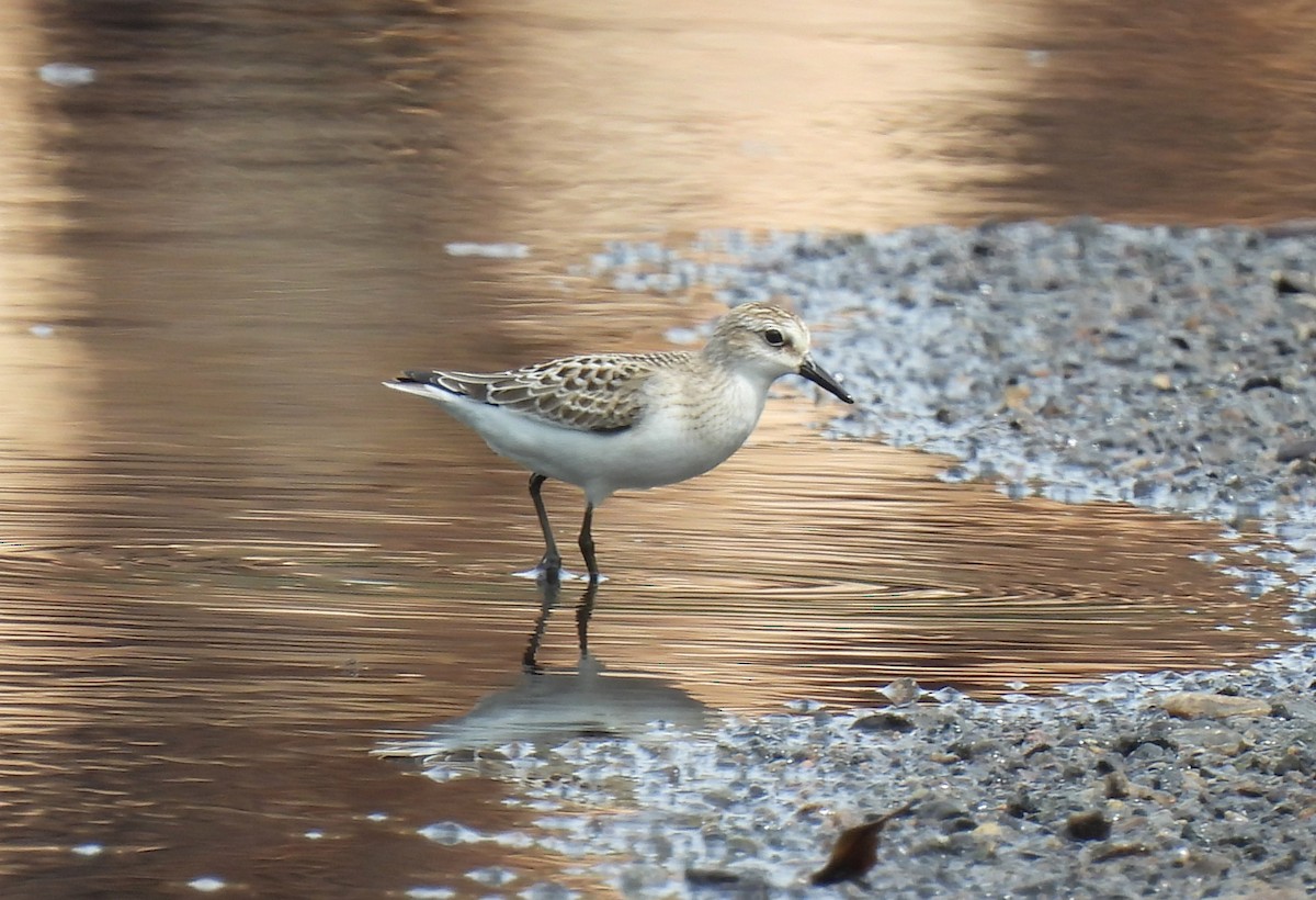 Semipalmated Sandpiper - Cristina Hartshorn