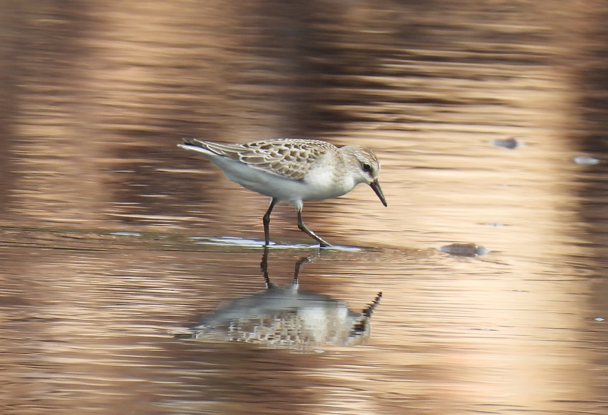 Semipalmated Sandpiper - ML608747548