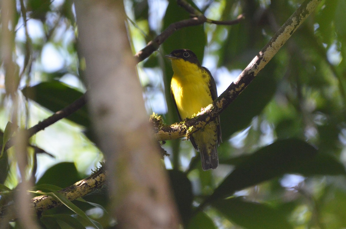 Andean Laniisoma - Ana Vanegas