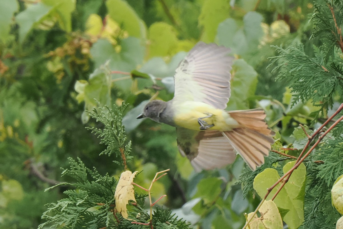 Great Crested Flycatcher - ML608747641