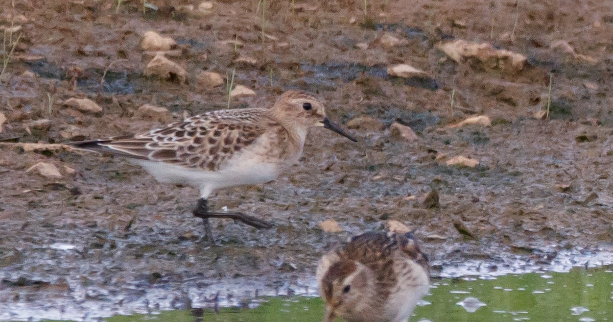 Baird's Sandpiper - ML608747752