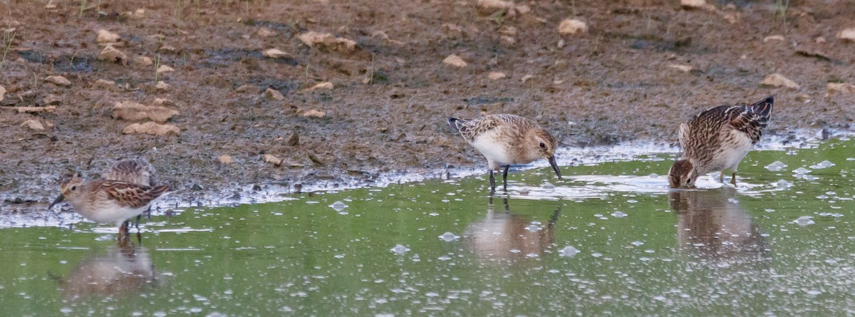 Baird's Sandpiper - ML608747753