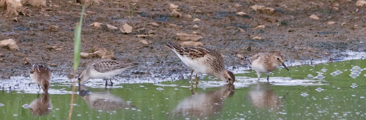 Baird's Sandpiper - ML608747754