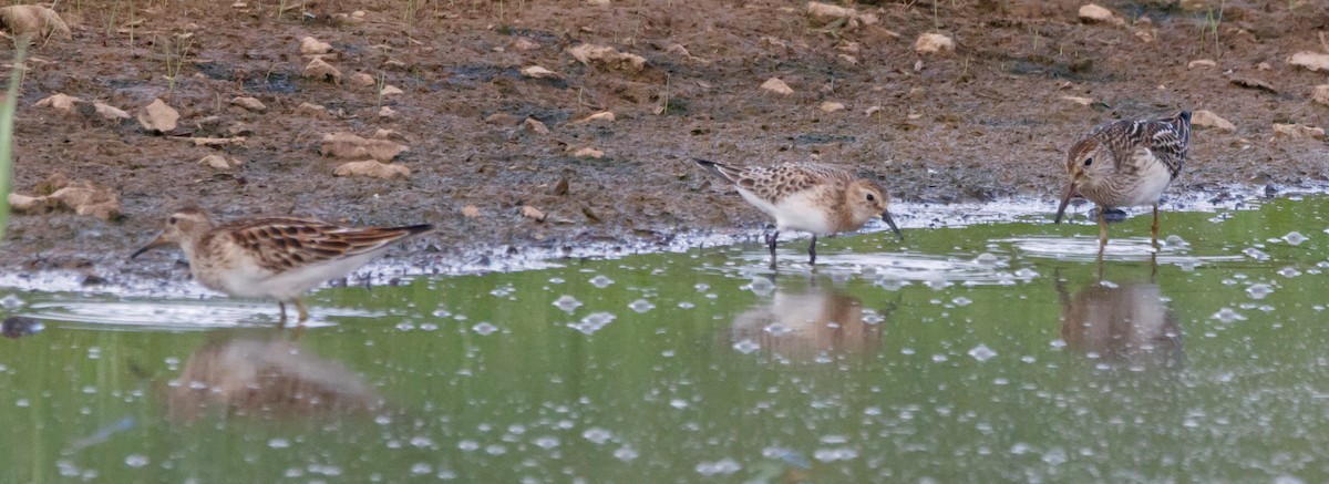 Baird's Sandpiper - ML608747755