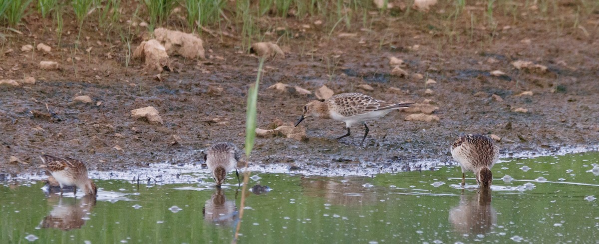 Baird's Sandpiper - ML608747756