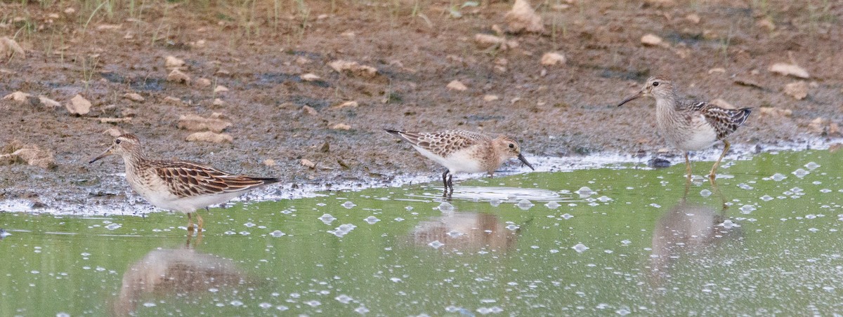 Baird's Sandpiper - ML608747757