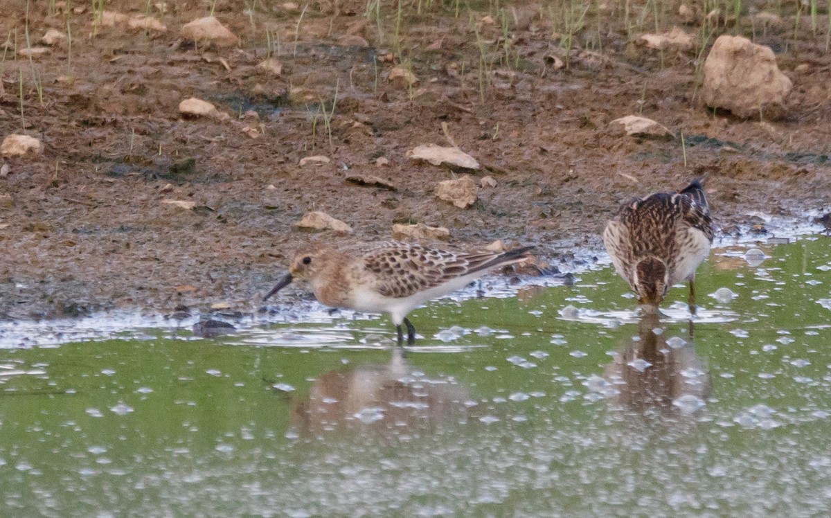 Baird's Sandpiper - ML608747758