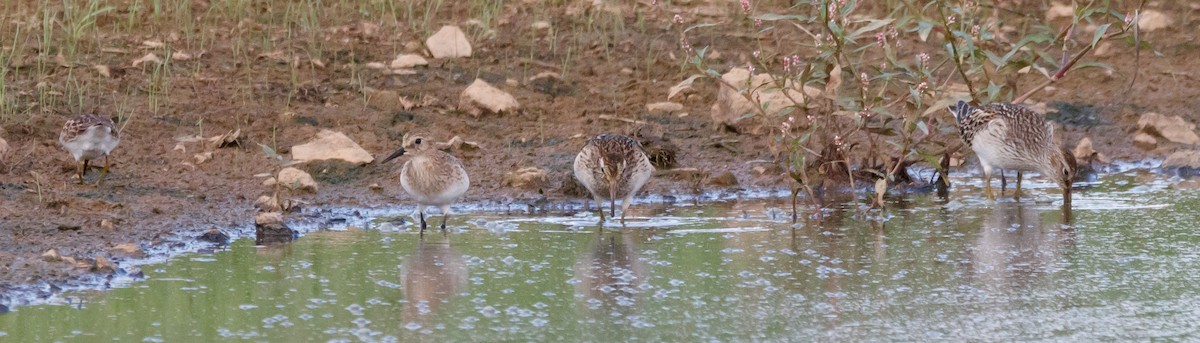 Baird's Sandpiper - ML608747760