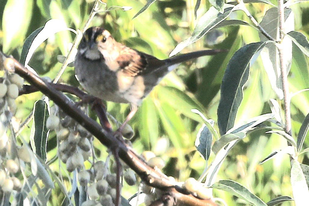 White-throated Sparrow - ML608747797