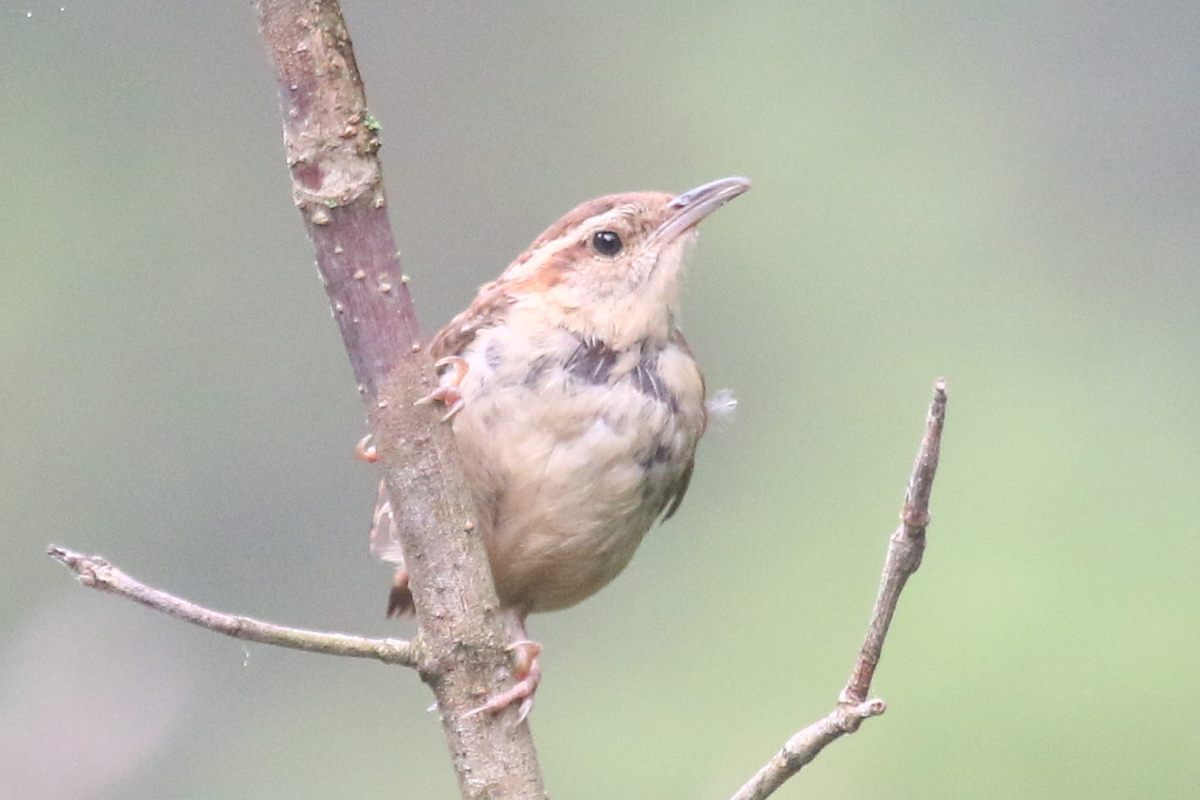 Carolina Wren - ML608747876