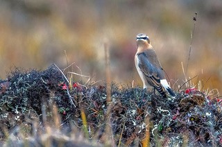 Northern Wheatear - ML608748044