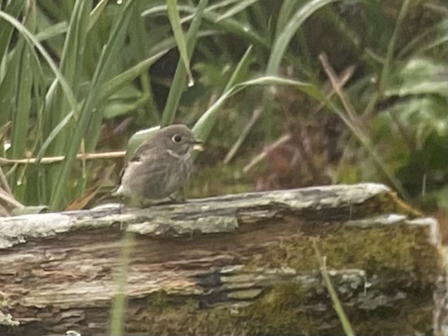 Gobemouche de Sibérie - ML608748052