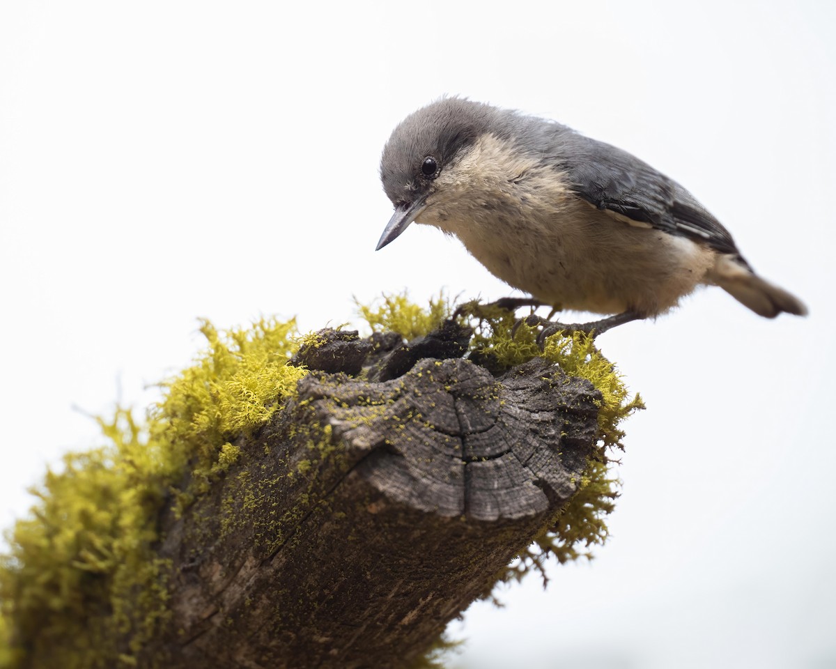 Pygmy Nuthatch - ML608748073