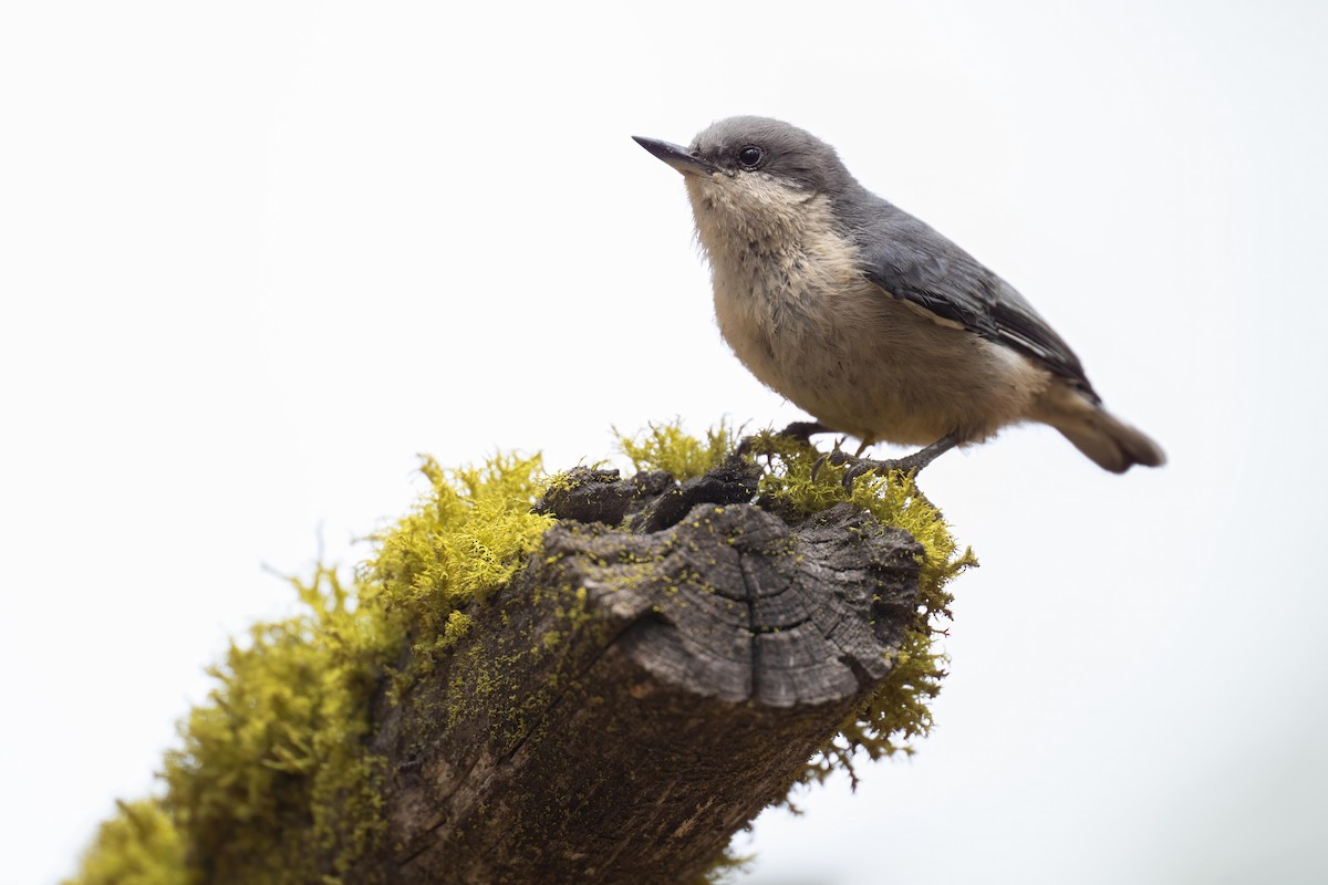 Pygmy Nuthatch - Sean Crockett