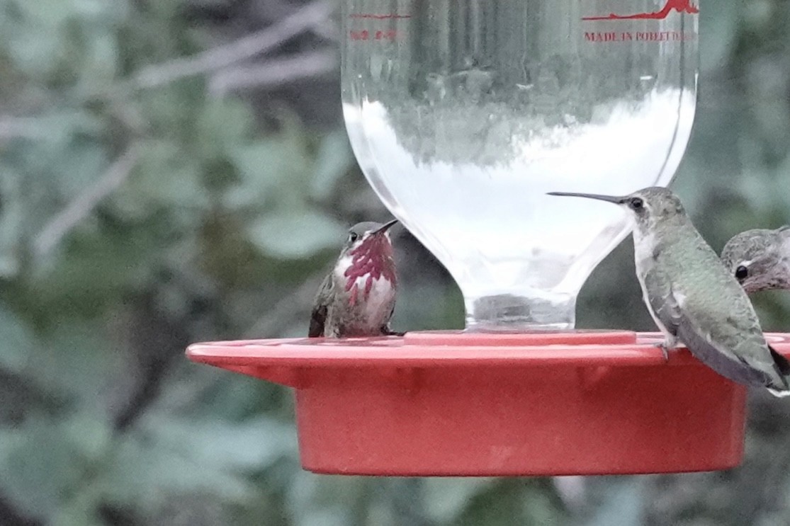 Calliope Hummingbird - ML608748269