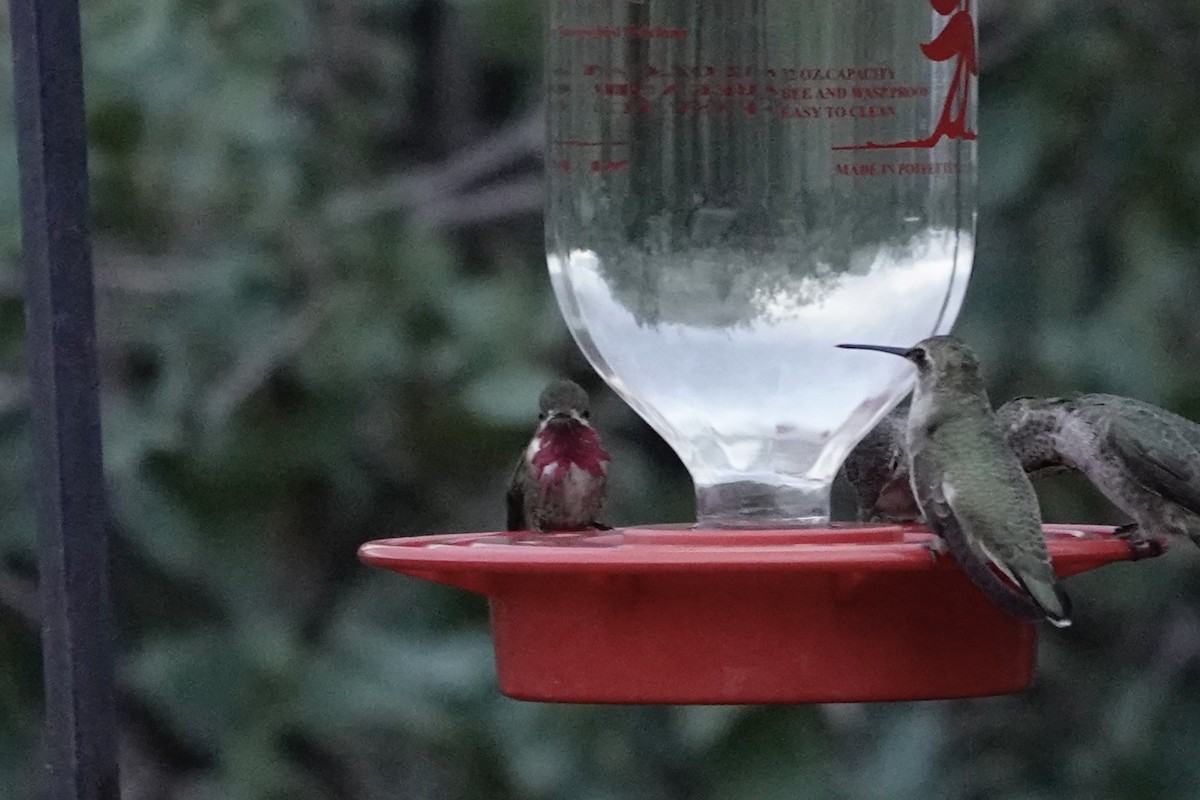 Calliope Hummingbird - ML608748270