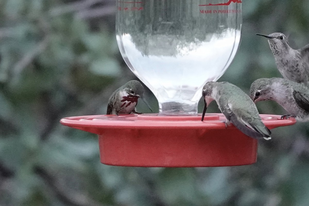 Calliope Hummingbird - ML608748272