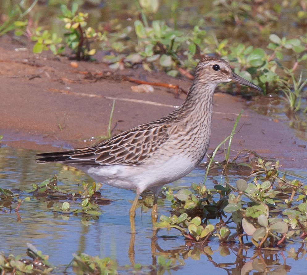 Pectoral Sandpiper - Wayne Fidler