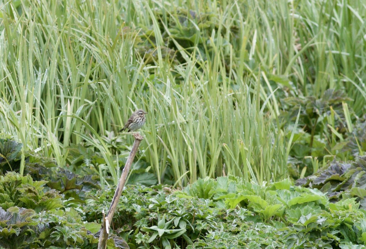 Pipit à dos olive - ML608748310