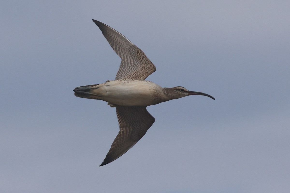 Whimbrel (Hudsonian) - ML608748321