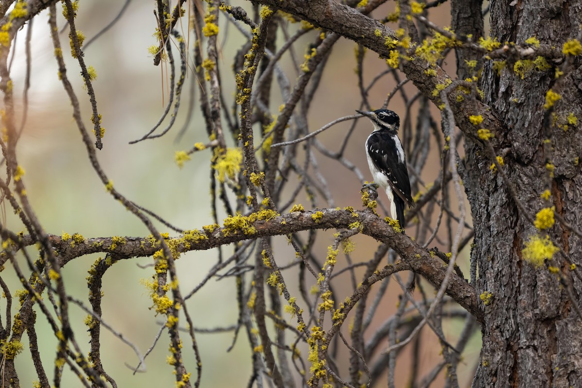 Hairy Woodpecker - ML608748336