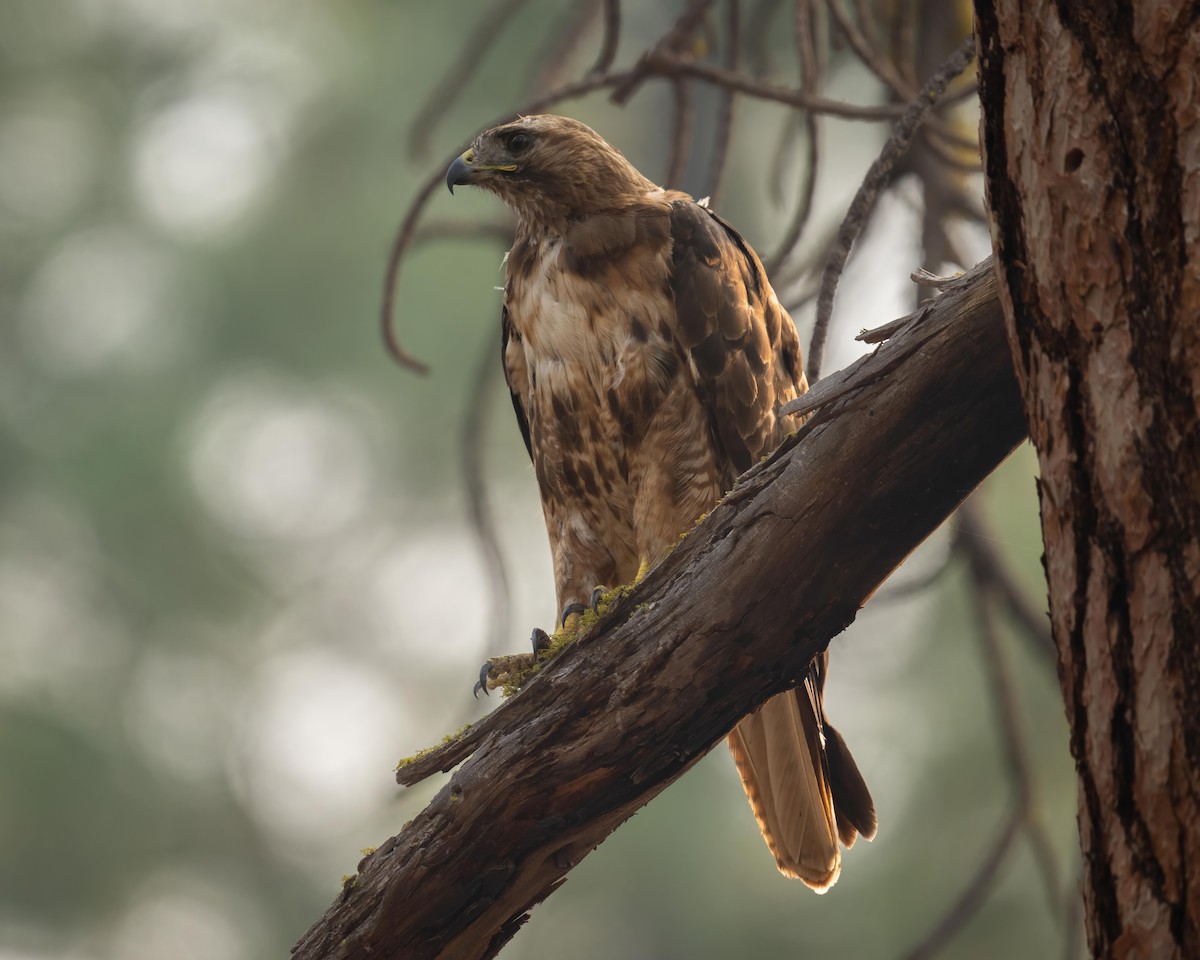 Red-tailed Hawk - ML608748377