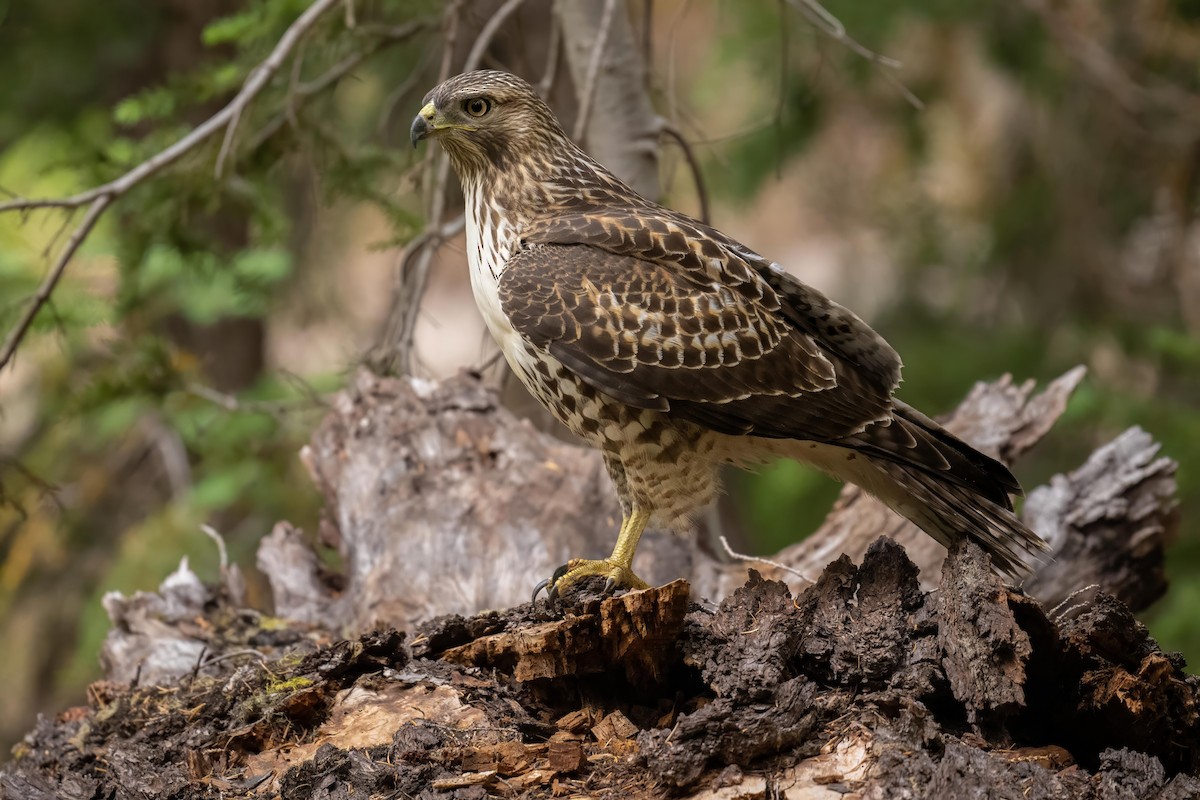 Red-tailed Hawk - ML608748396