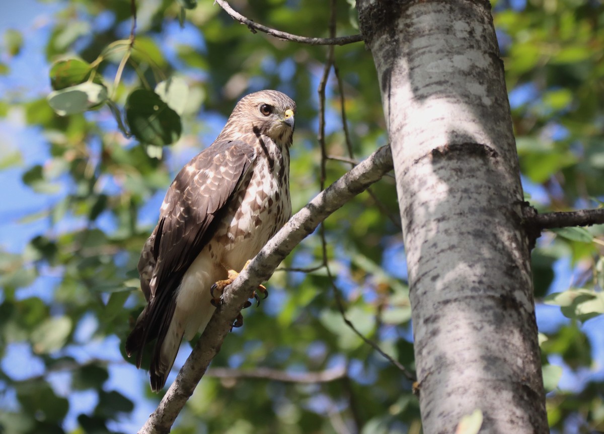 Broad-winged Hawk - ML608748440