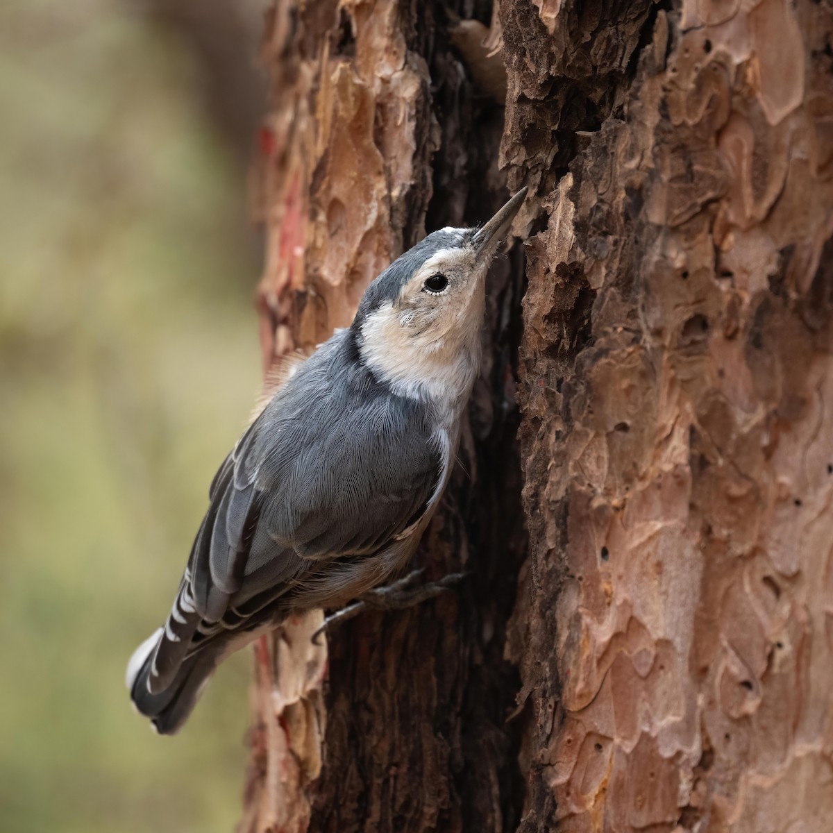 White-breasted Nuthatch - Sean Crockett