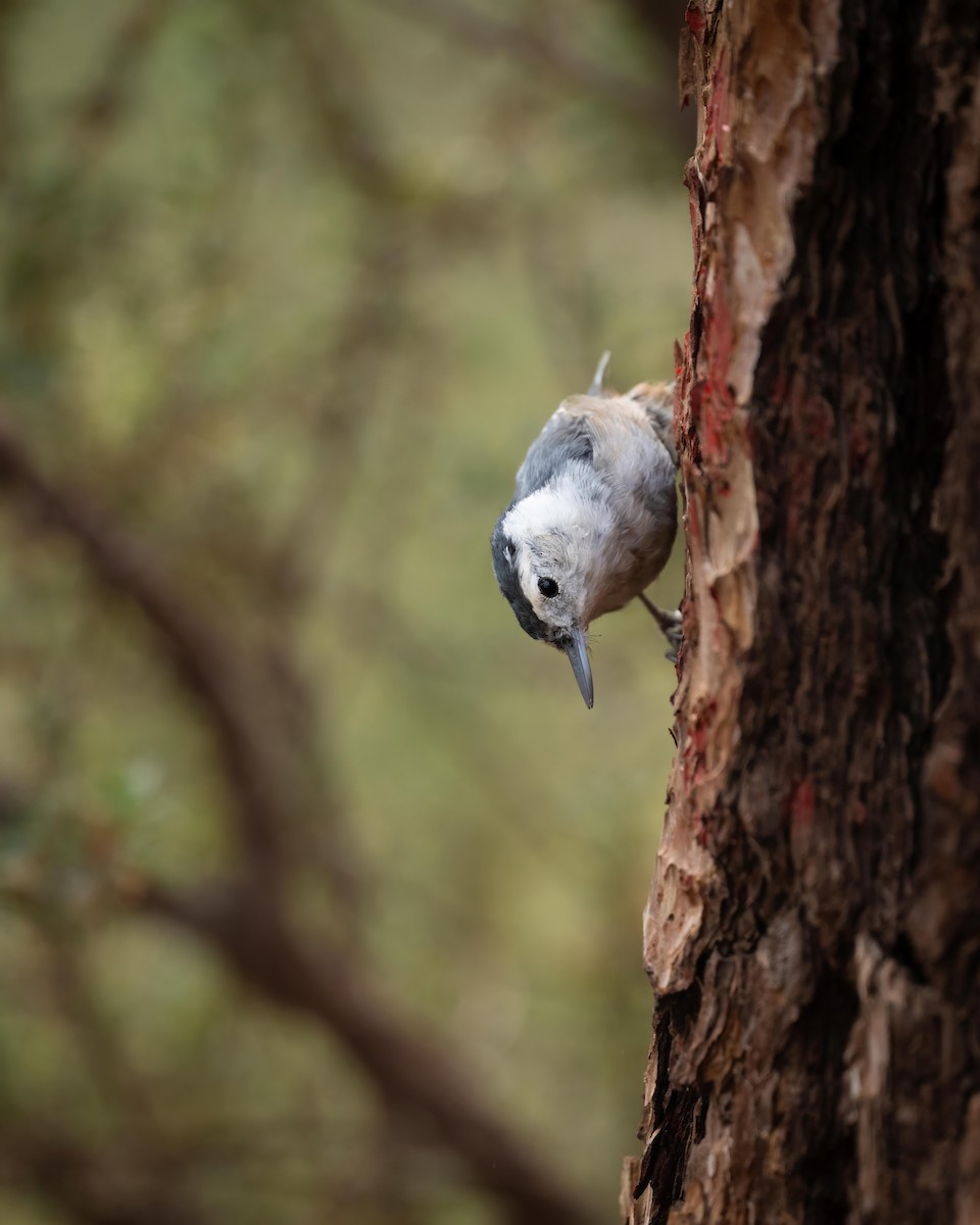 White-breasted Nuthatch - Sean Crockett