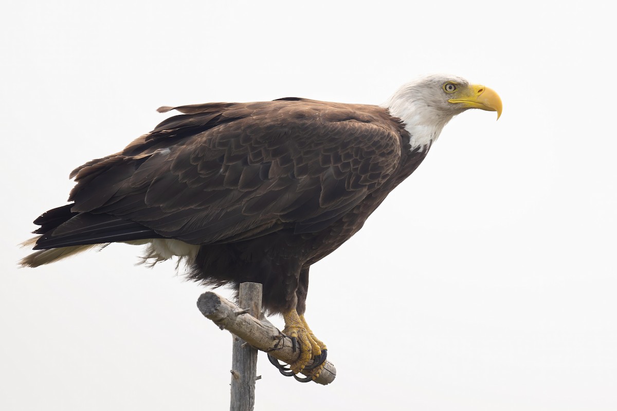 Bald Eagle - ML608748456