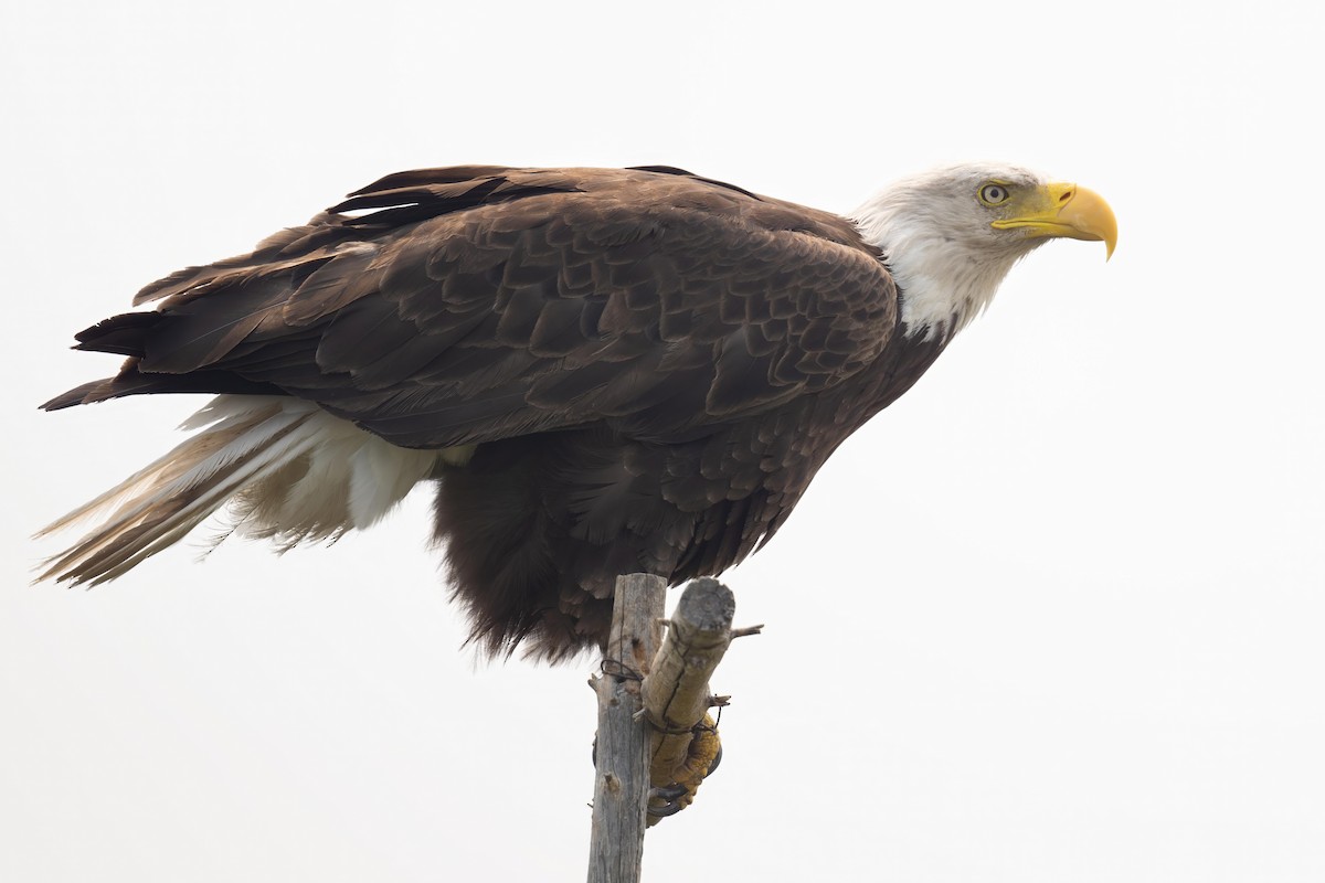 Weißkopf-Seeadler - ML608748457