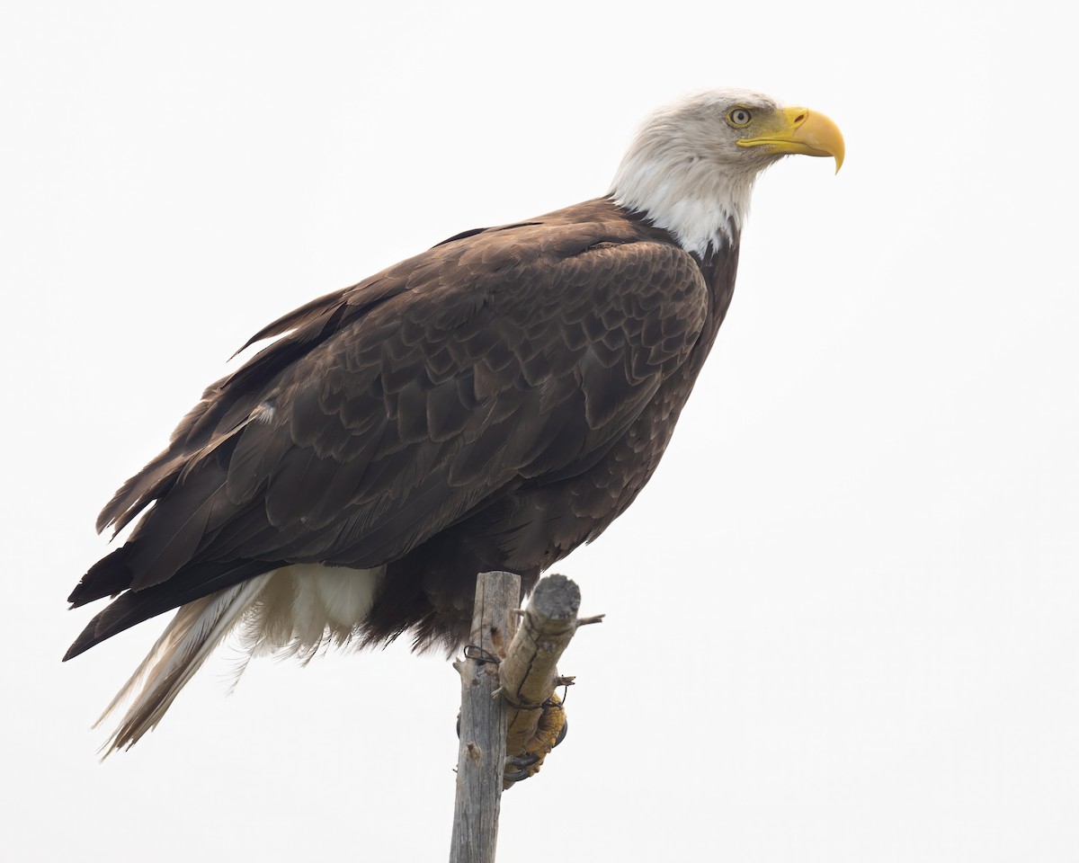 Weißkopf-Seeadler - ML608748459