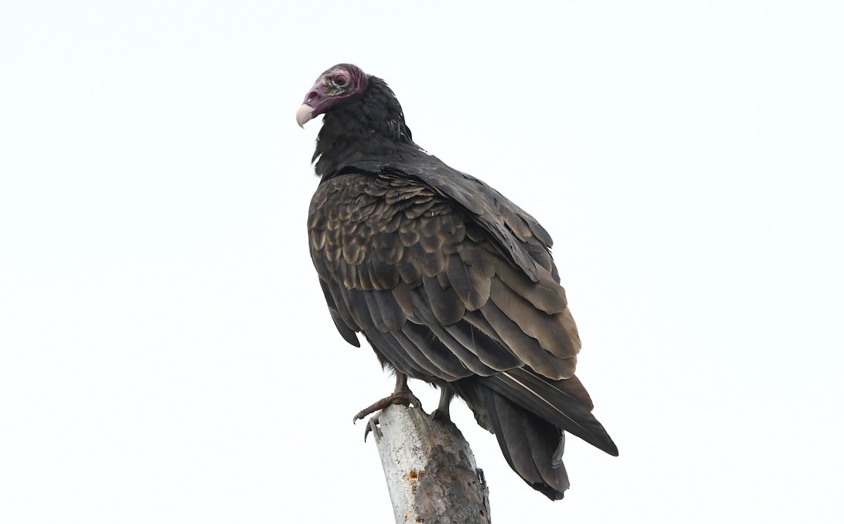 Turkey Vulture - ML608748466