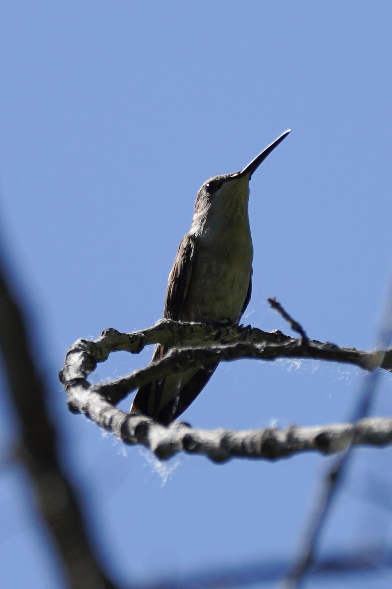 Black-chinned Hummingbird - ML608748521