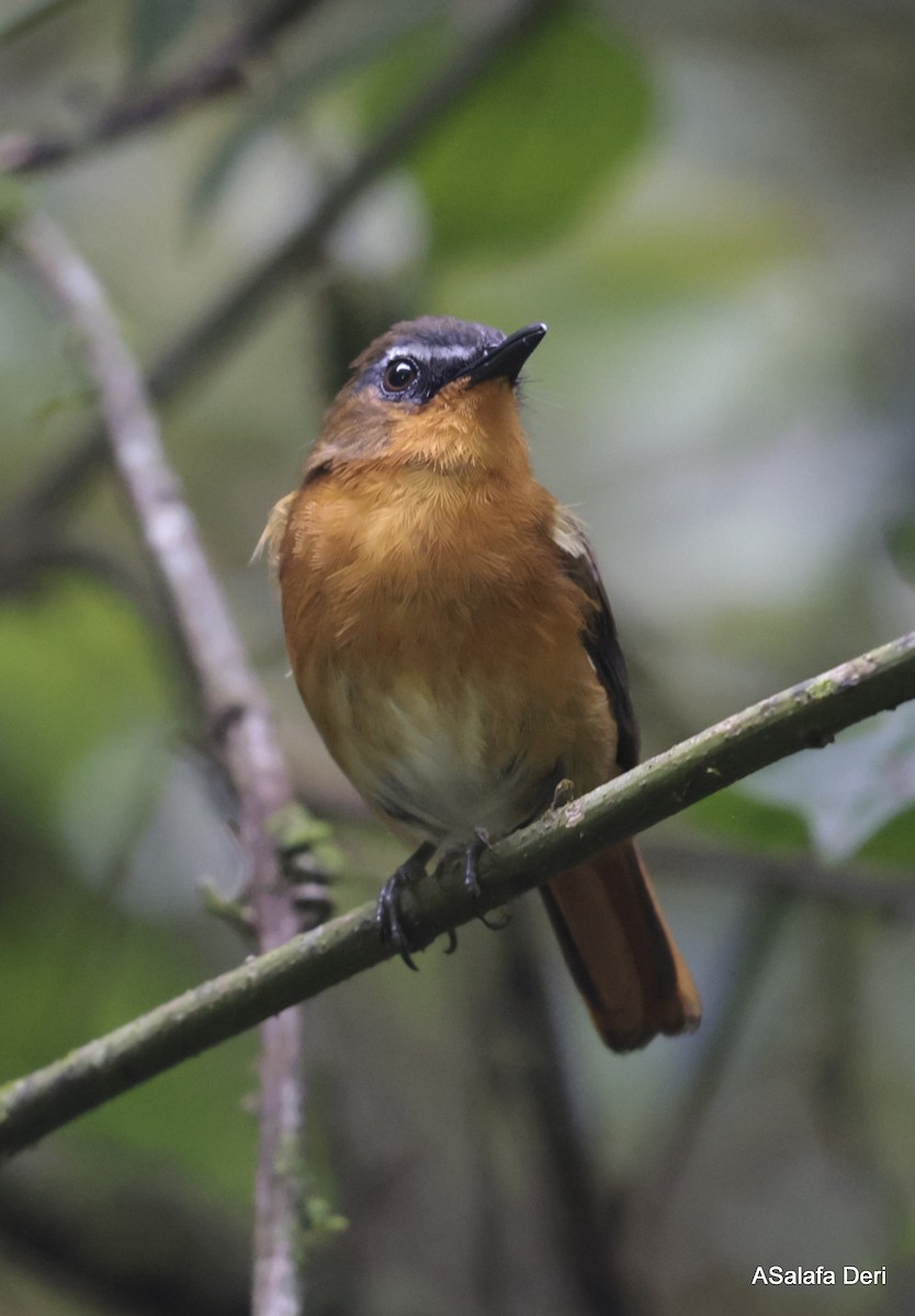 White-bellied Robin-Chat - ML608748527