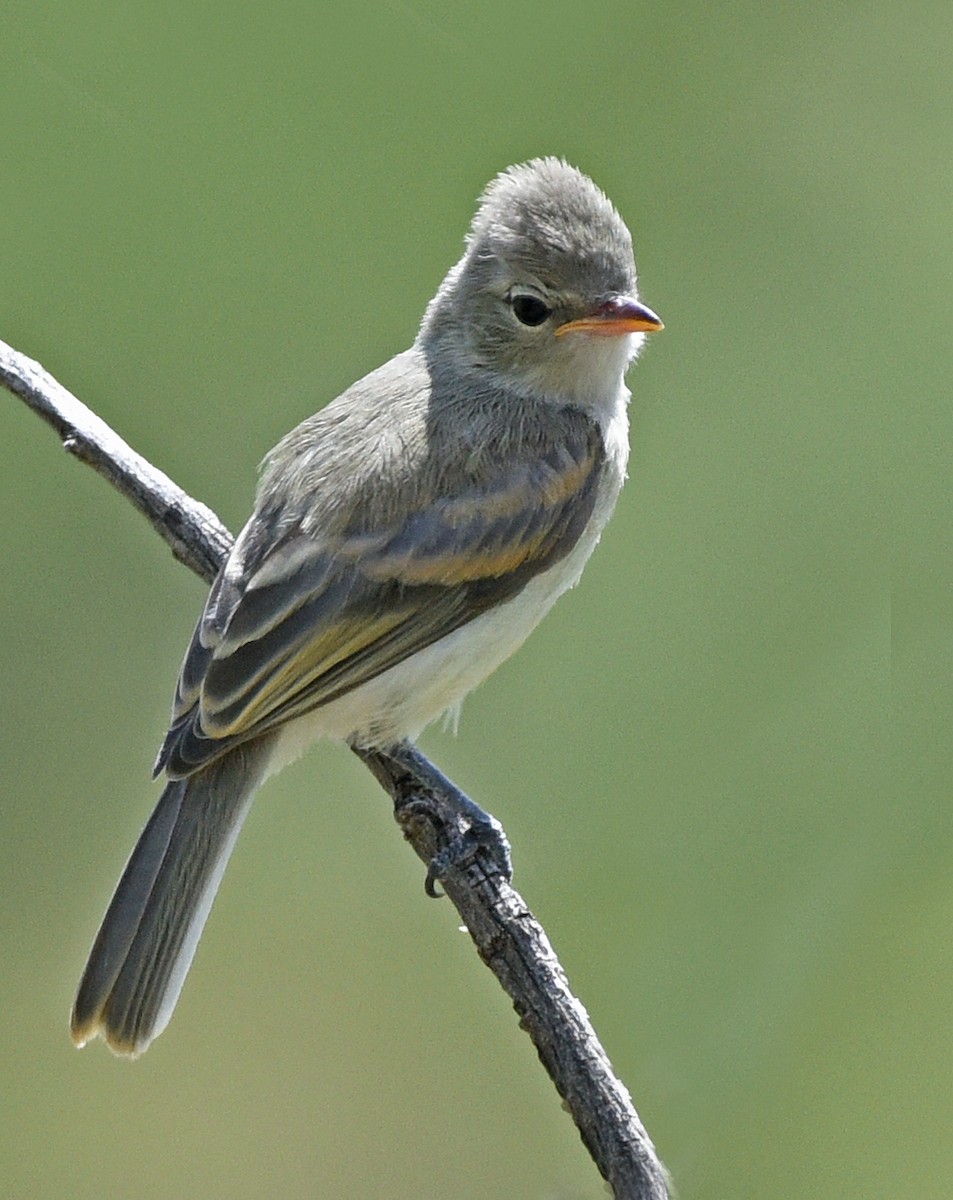 Northern Beardless-Tyrannulet - Steven Mlodinow