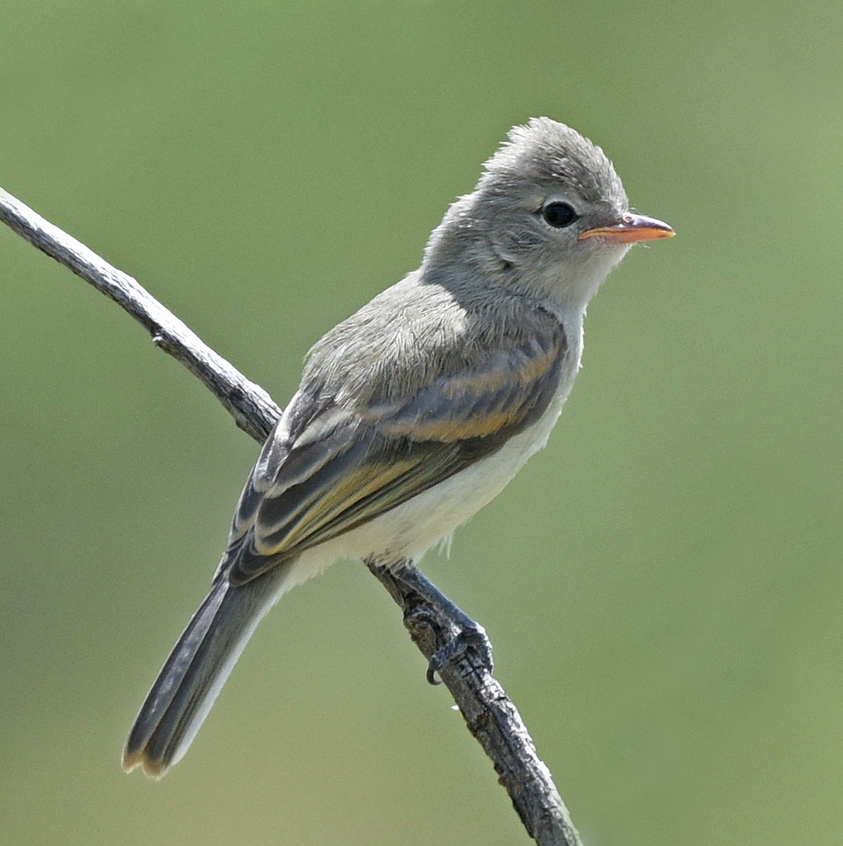 Northern Beardless-Tyrannulet - ML608748561