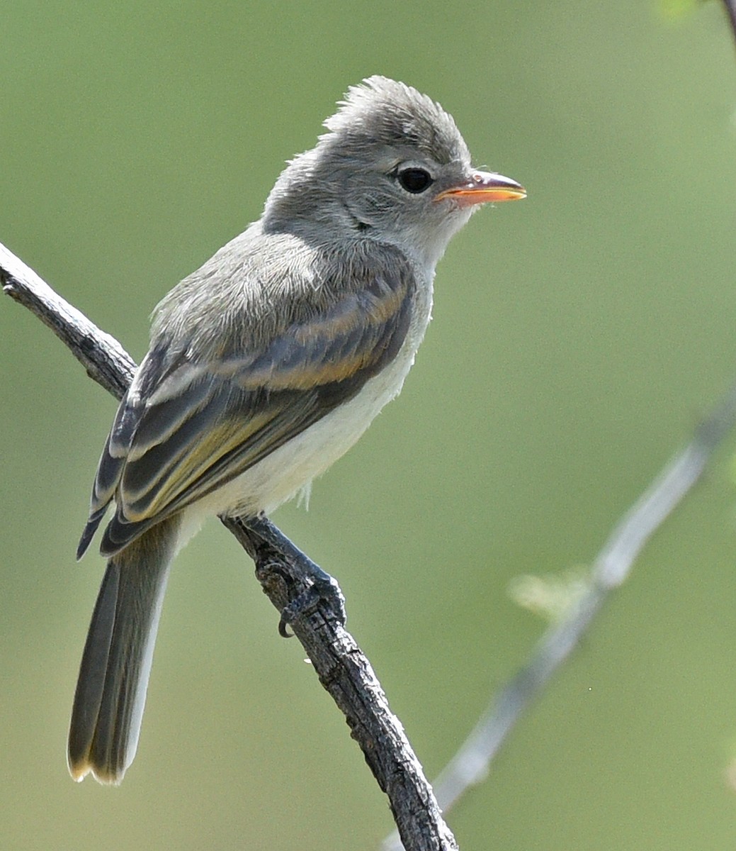 Northern Beardless-Tyrannulet - ML608748562