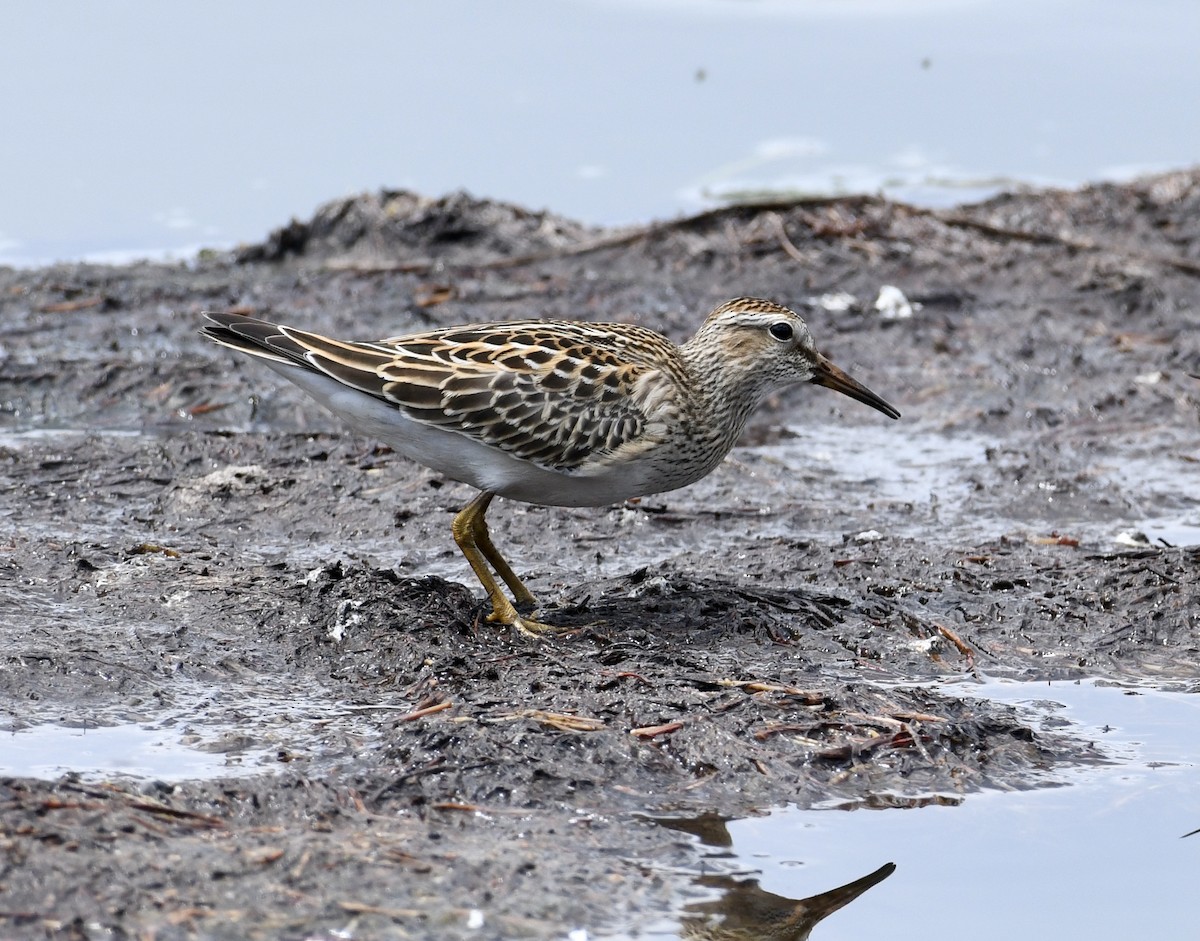 Pectoral Sandpiper - Greg Hudson