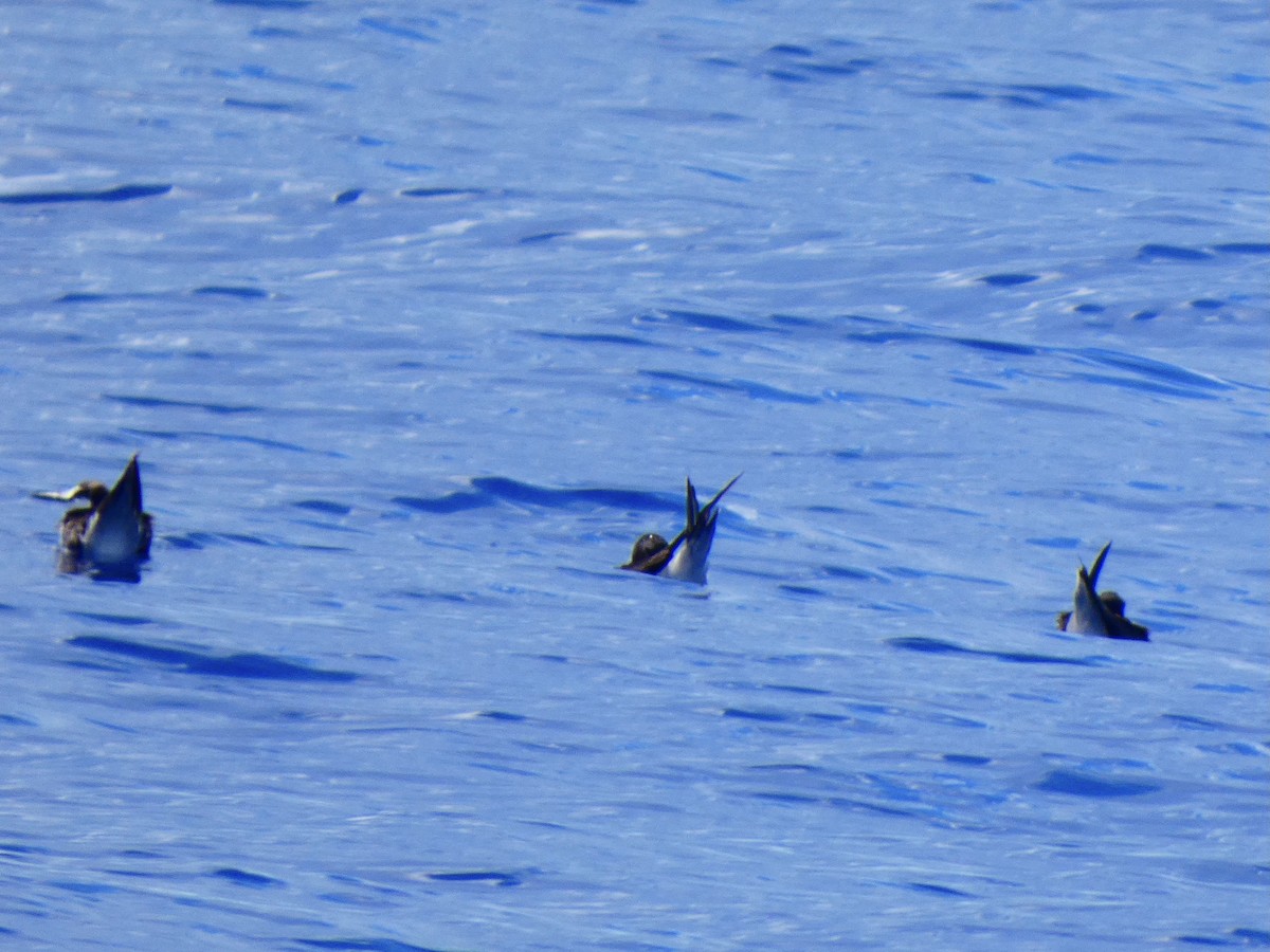 Sooty Tern - Eric Plage