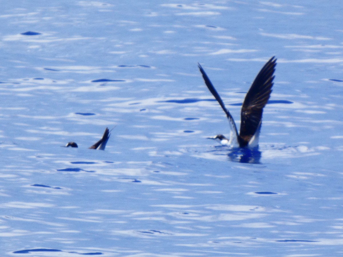 Sooty Tern - Eric Plage