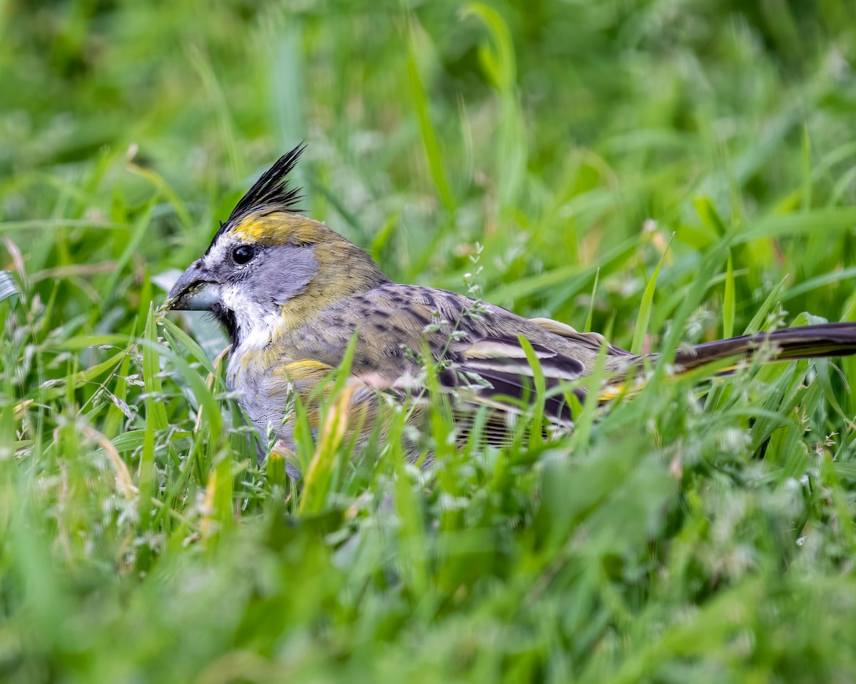 Yellow Cardinal - ML608748827